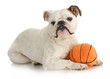 dog with ball