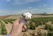 Cotton field and cotton flower
