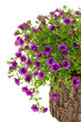 Foto: Petunia, Surfinia flowers on tree trunk over white background Petunia, Surfinia flowers on tree trunk over white background
