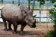 rhino