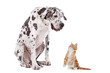 Cat and Dog