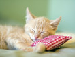 Sleeping Kitty