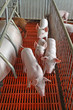 piglets in the enclosure