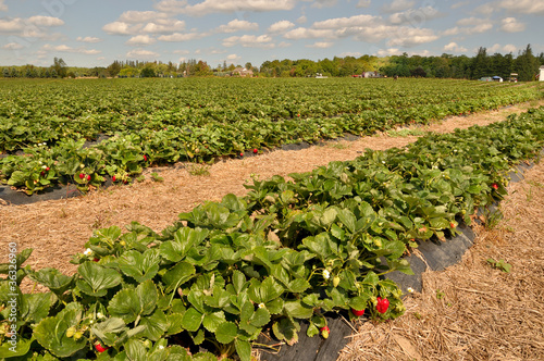 Photo: Field of Strawberries Field of Strawberries