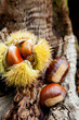 composizione di castagne composizione di castagne