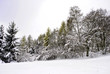 Winter trees