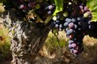La vigne La vigne