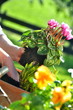 Gartenarbeit im Herbst
