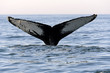 Humpback Whale