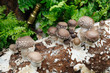 Growing mushrooms
