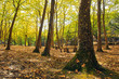 Autumn scenery