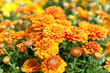 Foto: orange flowers orange flowers