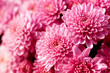 Foto: pink flowers pink flowers