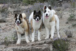 trois akitas américains debouts de face