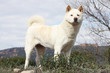 akita américain blanc debout