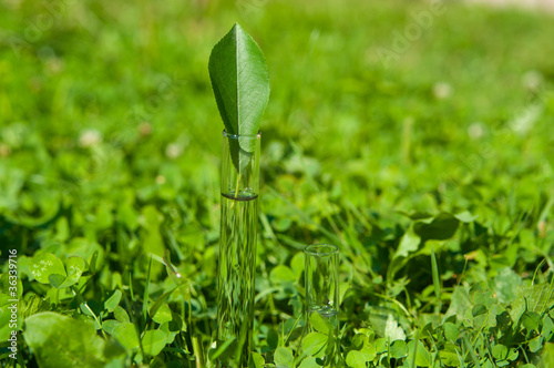 Photo: 2 test tubes with water and leaf 2 test tubes with water and leaf