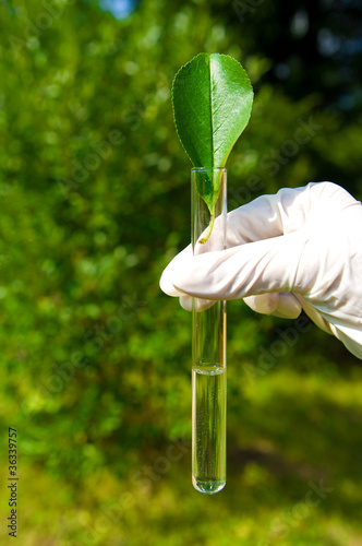 Photo: test tube with water and leaf test tube with water and leaf