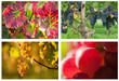 Weinreben 4-er Serie