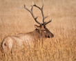 Bull Elk