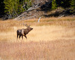 Bull Elk