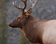 Bull Elk