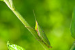 grasshopper in green nature