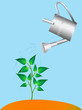 plant is watered from sprinkling can