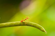 Red ant