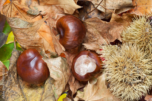 Photo: Conkers in Woodland Conkers in Woodland