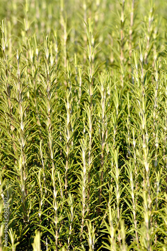 Photo: Rosemary Rosemary