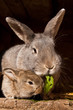 small rabbit with mum