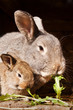 small rabbit with mum