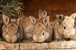 small rabbits