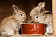 small rabbits