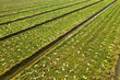 farm field