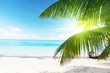 palm and sea