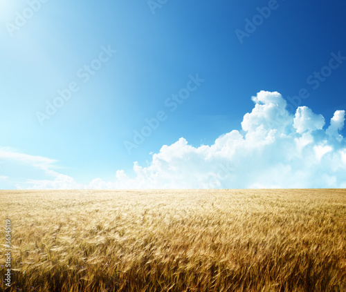 Photo: field of barley and sunny day field of barley and sunny day