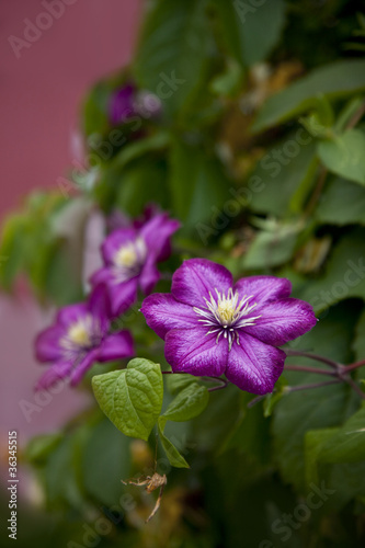 Photo: clematis clematis