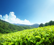 Tea plantation Cameron highlands, Malaysia
