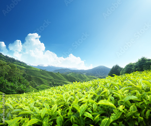 Photo: Tea plantation Cameron highlands, Malaysia Tea plantation Cameron highlands, Malaysia