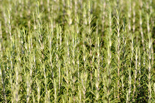 Photo: Rosemary Rosemary