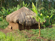 small shack near Rwenzori Mountains