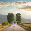 Road And Two Trees Road And Two Trees