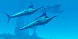 Marlin 02