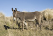 Donkey