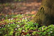 windflower, Forest in the springtime