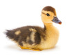 Brown duckling