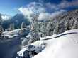 Weihnachtsbäume in der Winterlandschaft