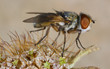 Fly Tachinidae