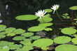 熱帯睡蓮 神代植物公園